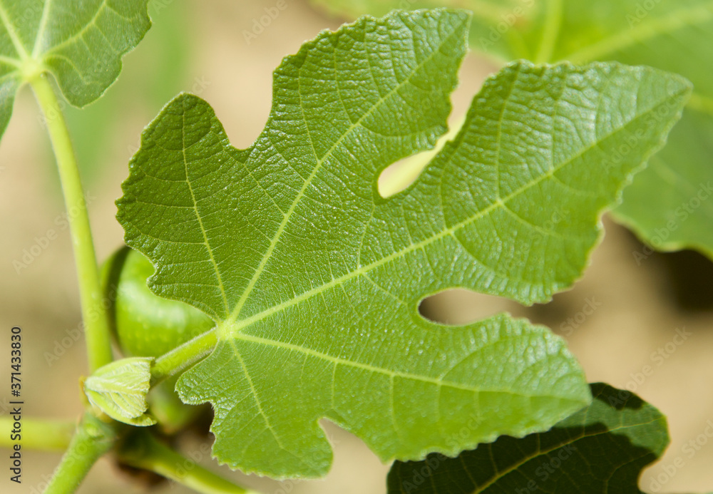 Green large fig leaves and fig fruit, shot from above, partially blurred background, free place. Top point, focus on the green succulent leaves of the fig bush. Natural fresh green eco background Green large fig leaves and fig fruit, shot from above, partially blurred background, free place. Top point, focus on the green succulent leaves of the fig bush. Natural fresh green eco background