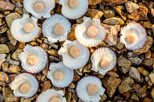 Alive Japanese scallops (Chlamys nipponensis) on the coast of Japan sea, Pacific ocean