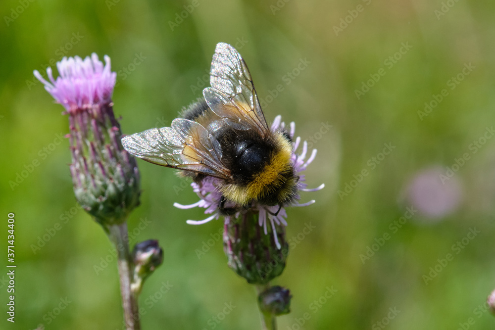 Buff-tailed bumblebee (Bombus terrestris) on flower