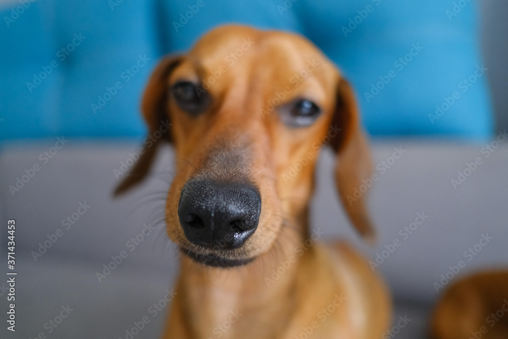 Dachshund nose close up, selective focus.Dachshund  sitting on the sofa. Pets at home.