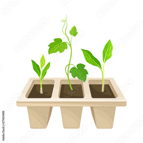 Transplant Seedlings or Young Plants Growing in Plastic Pot Vector Illustration