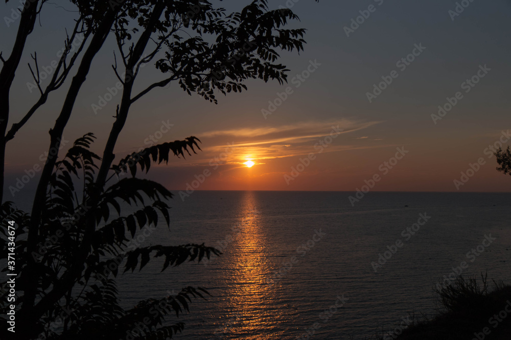 
sunset on the sea and tree branches