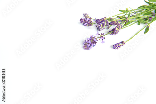 Fototapeta Naklejka Na Ścianę i Meble -  Bunch of lavender flowers isolated on white background