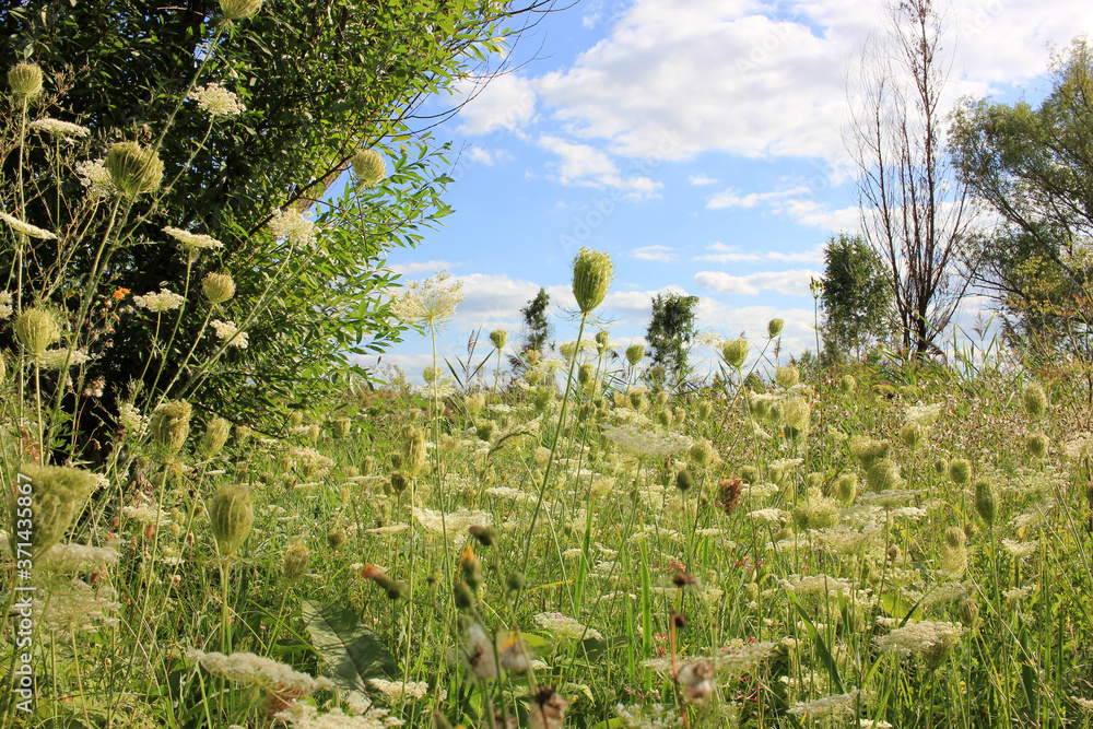 Summer landscape wild flowers in the field and blue cloudy sky