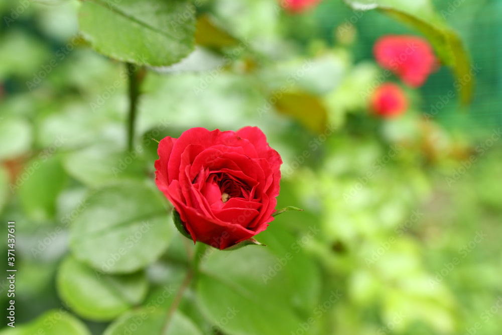 Color photograph of a small red rose in the center. Roses in the garden. Green background for project and presentation. Love and romance. Valentine's Day card. Color photograph of a small red rose in the center. Roses in the garden. Green background for project and presentation. Love and romance. Valentine's Day card.