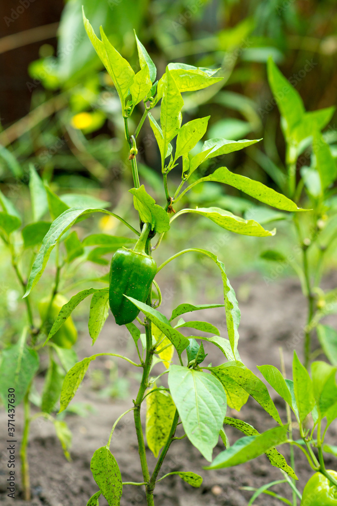 Obraz premium green peppers planted in a vegetable garden, on a plantation of organic peppers