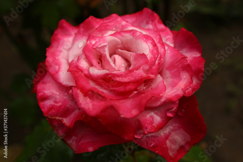 An enlarged color photograph of a large delicate pink-white rose in the center after rain. Dark green background for project and presentation. Beautiful flower with water drops. Love and romance. Vale