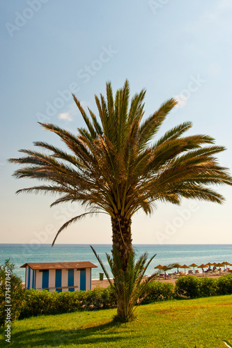 Palm tree on Playa del Penoncillo beach Torrox Costa Axarquia Andalusia Costa del Sol Spain
