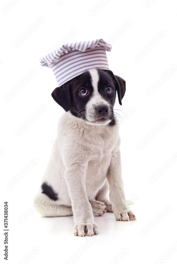 Dog in a chef's hat.