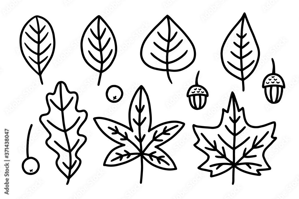 Set of outline autumn leaves. Isolated on white background. Simple hand drawn vector illustration.