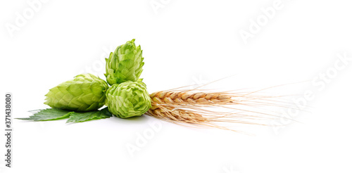 Fresh cones of hops and wheat. photo