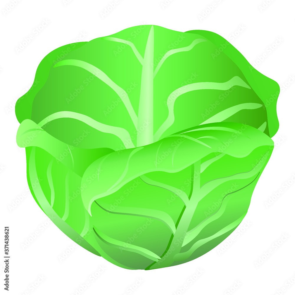 Fresh cabbage on a white background. Harvesting for the winter. Autumn harvest. Vector illustration Fresh cabbage on a white background. Harvesting for the winter. Autumn harvest. Vector illustration