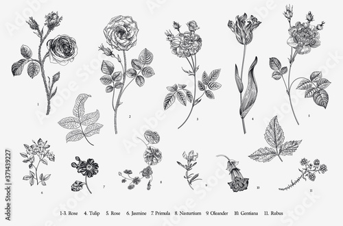 Flowers. Set. Botanical floral vector illustration. Black and white