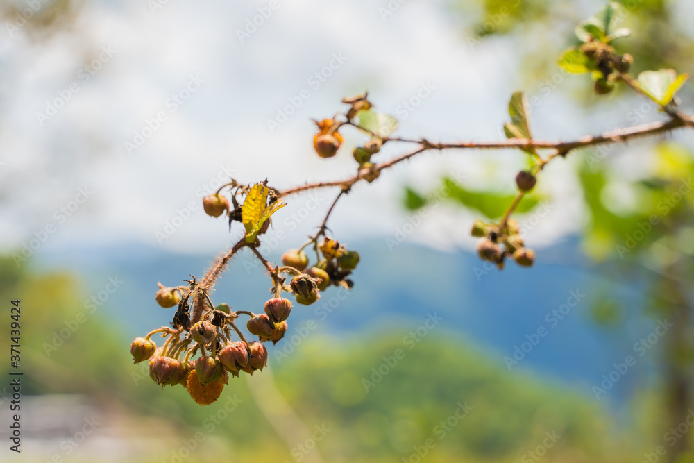 Rubus ellipticus also called himalaya yellow raspberry on bright summer day. Full species name - Rubus ellipticus Sm. Stock photo Rubus ellipticus also called himalaya yellow raspberry on bright summer day. Full species name - Rubus ellipticus Sm. Stock photo