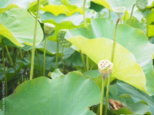 花びらが落ちて果托が残った蓮とその上に乗るバッタ photo