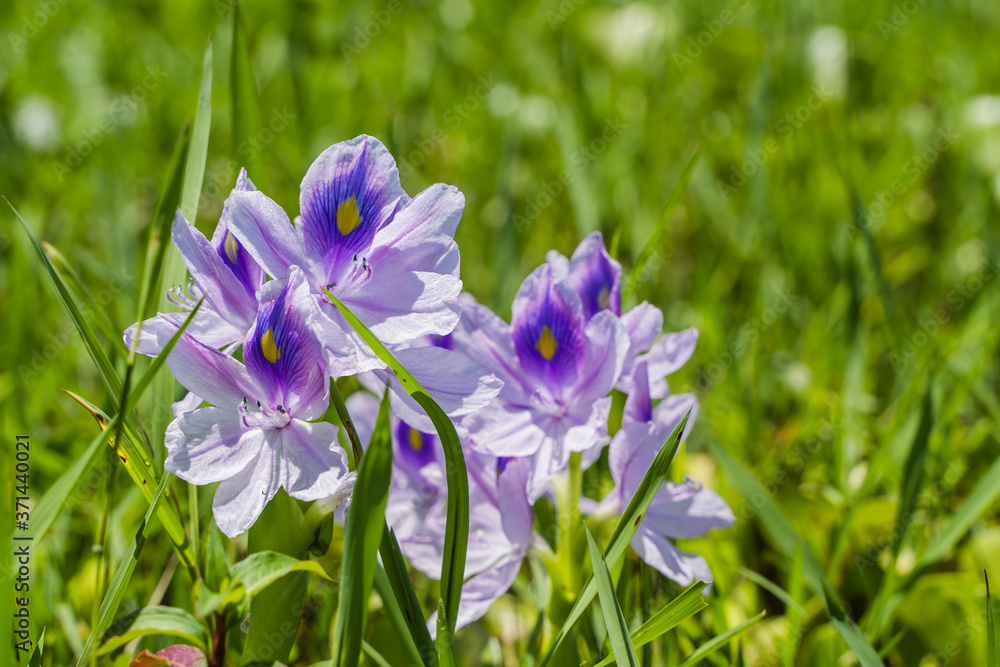 Flowers of Common Water Hyacinth, Close-up stock photo Flowers of Common Water Hyacinth, Close-up stock photo