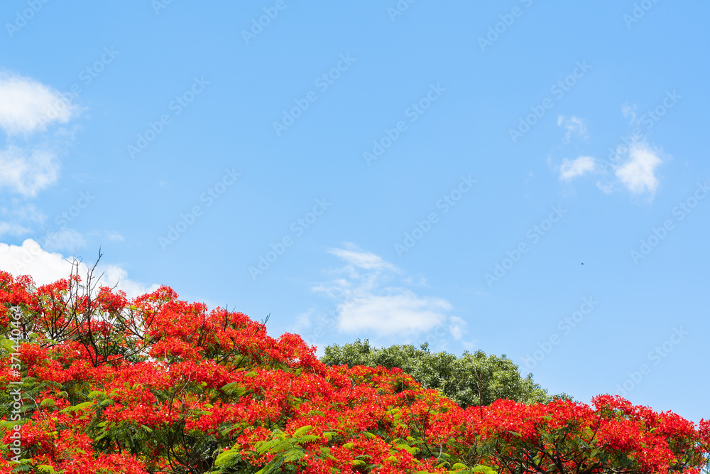 Summer background with Delonix regia blooming tree Summer background with Delonix regia blooming tree