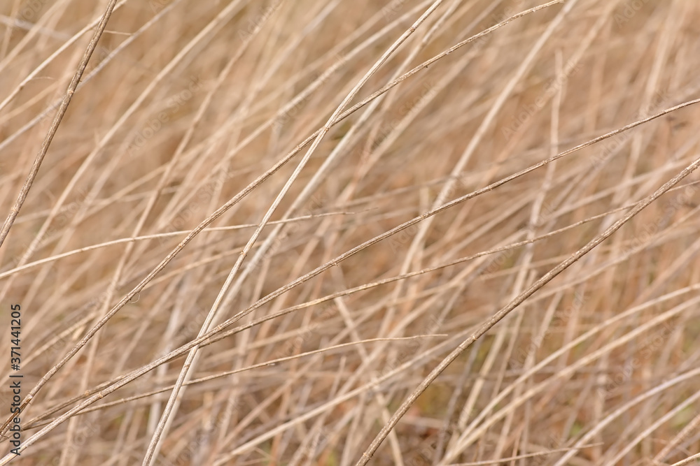 Abstract nature background texture of Bokeh background of beige twigs waving in the wind Abstract nature background texture of Bokeh background of beige twigs waving in the wind