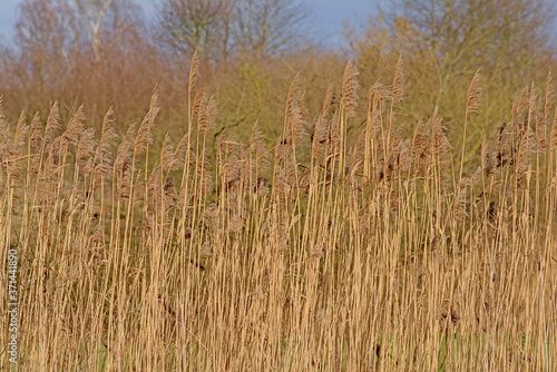Ivory reed plumes, selective focus with blurry trees and blue sky in the background- poaceae.