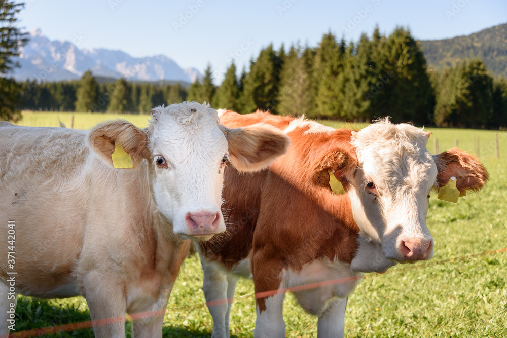 Zwei Kälber in Mittenwald