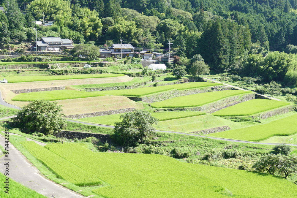 Obraz premium 岐阜県 恵那 坂折棚田