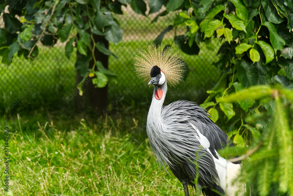 Fototapeta premium grey crowned crane or balearica regulorum gibericeps. African crowned crane - Uganda national bird. Golden crested crane - on green blured background.