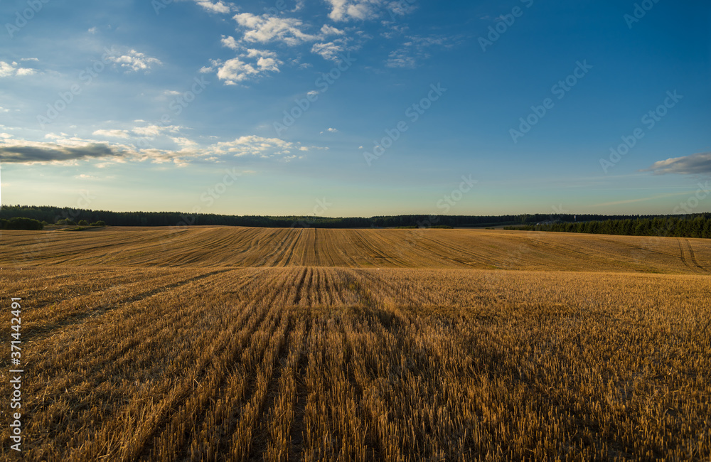 Landscape with blue sky and wheat field at sunset Landscape with blue sky and wheat field at sunset