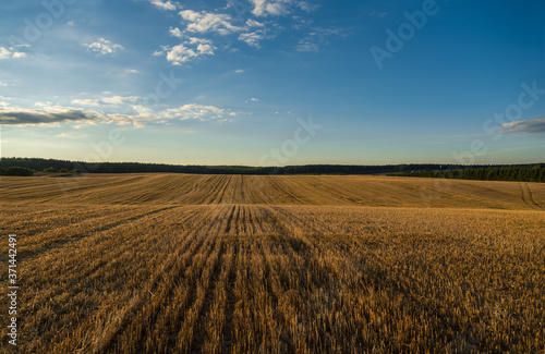 Landscape with blue sky and wheat field at sunset