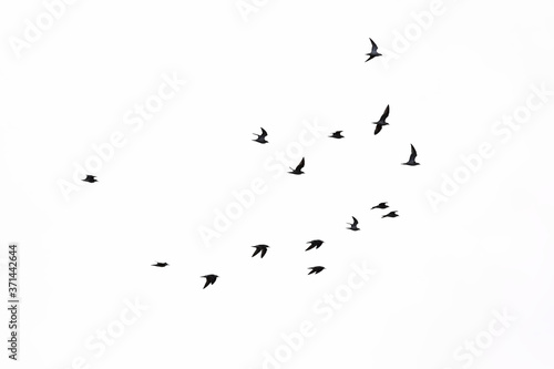 Silhouettes of terns in flight isolated on white. © Kristof Lauwers