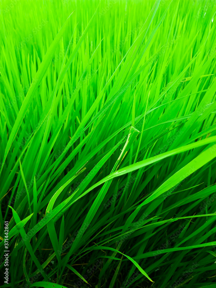 Close-up baby rice tree at organic farm in daylight Close-up baby rice tree at organic farm in daylight