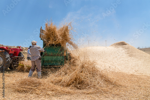 Traditional haymaking with thresher machine.