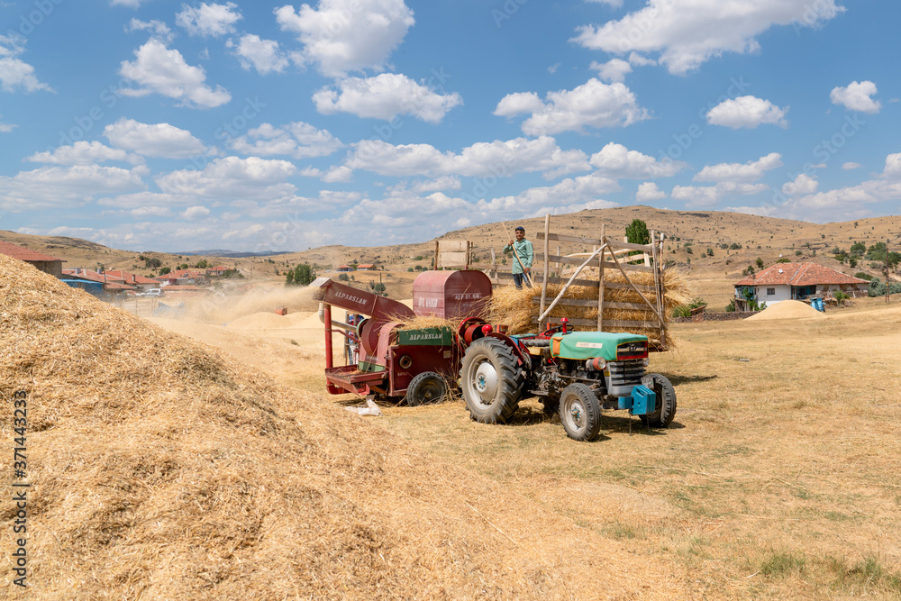 Ankara/Turkey-August 09 2020: .Traditional haymaking with tractors and thresher. Ankara/Turkey-August 09 2020: .Traditional haymaking with tractors and thresher.