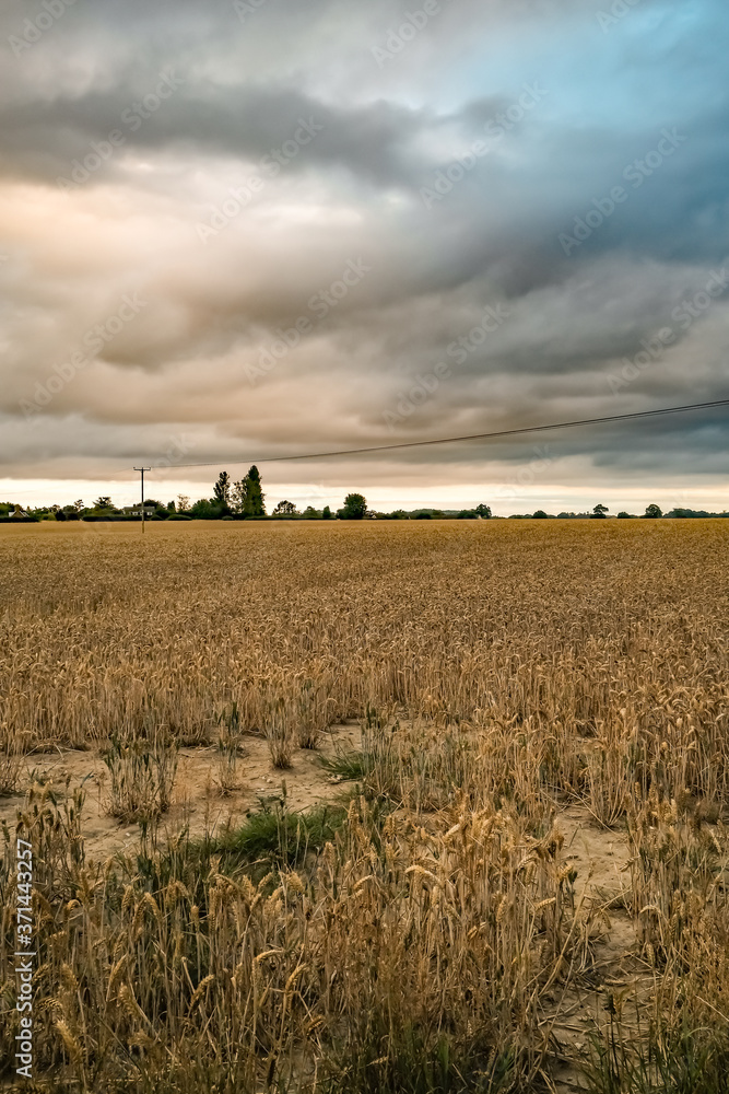 Fototapeta premium Storm clouds over an arable corn field in the Norfolk countryside