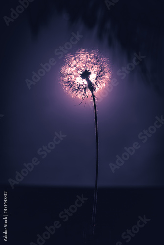 dandelion on the wind