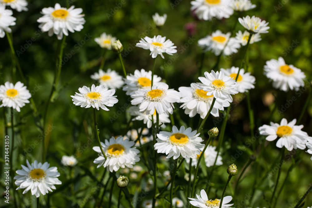 Chamomile flowers on a meadow in summer Chamomile flowers on a meadow in summer