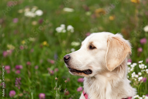 Golden Retriever on a background of flowers in the field close up
