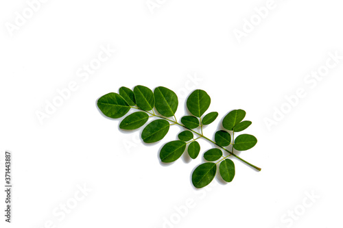 Green leaves with water droplets isolated on white background.