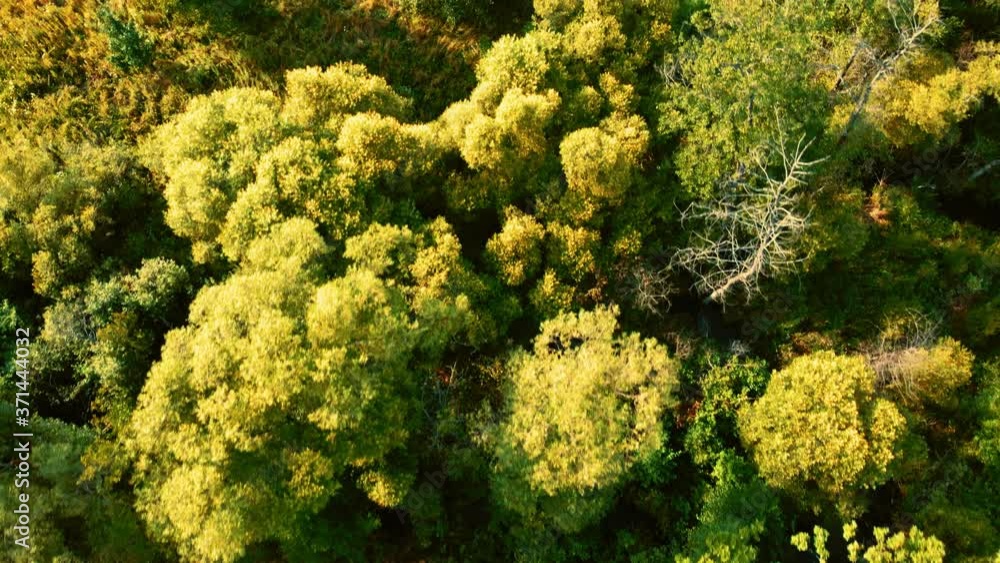 Beautiful trees in forest on sunny day. Beautiful trees in forest on sunny day.