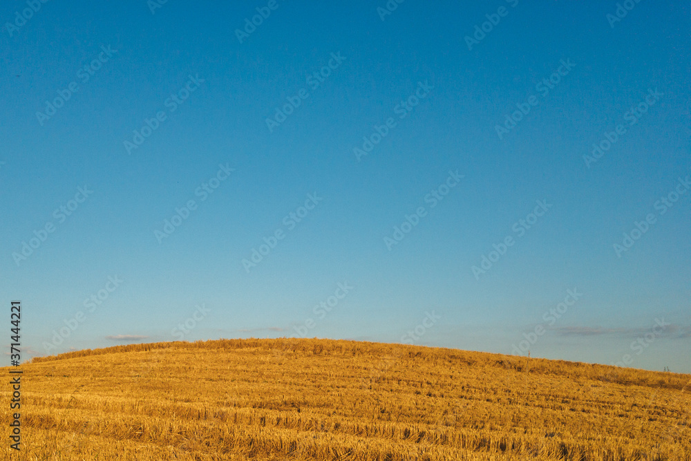 Getreidefeld im Sommer mit blauem Himmel