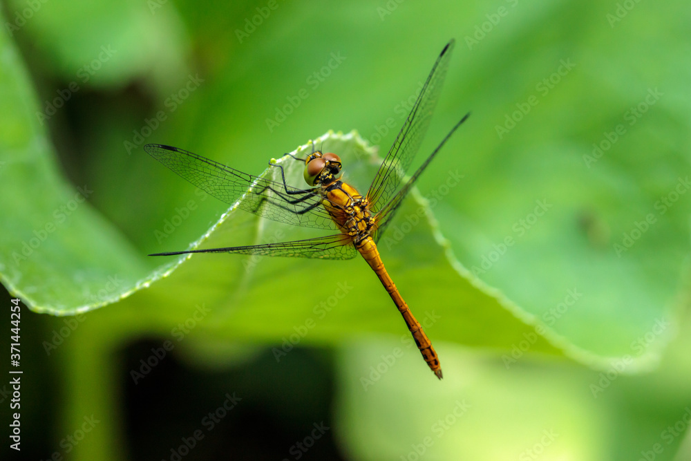 dragonfly sitting on a blade of grass close up dragonfly sitting on a blade of grass close up