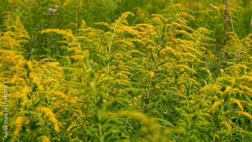 Closeup video of yellow Solidago canadensis (Canada goldenrod or Canadian goldenrod) flowers. photo