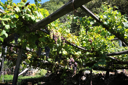 Vigneto impiantato a pergolato in alta montagna, dettagli di grappoli, tralci, foglie photo