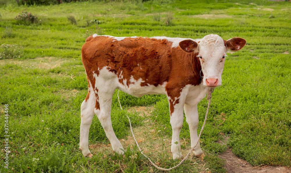 Calf grazes in the meadow. Cattle, livestock, bull, cow. Symbol of 2021. Calf grazes in the meadow. Cattle, livestock, bull, cow. Symbol of 2021.