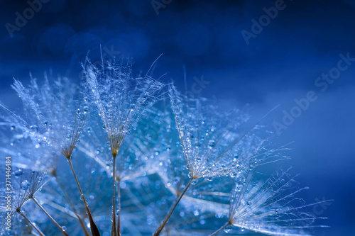Drops of water on dandelion seeds on a blue background. Selective focus. Macro. Dew. Copy space.