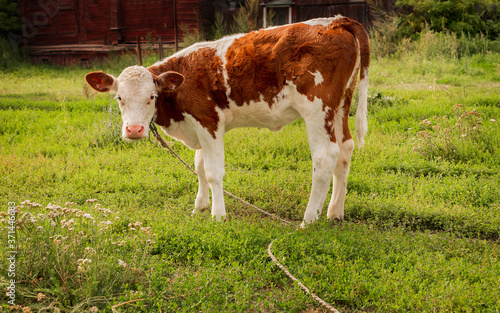 Calf grazes in the meadow. Cattle, livestock, bull, cow. Symbol of 2021.