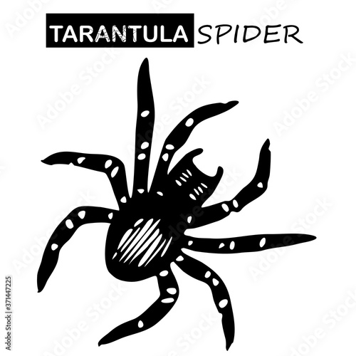 Tarantula Spider Sketch. Halloween Hand Drawn black icon on a white background. Vector illustration