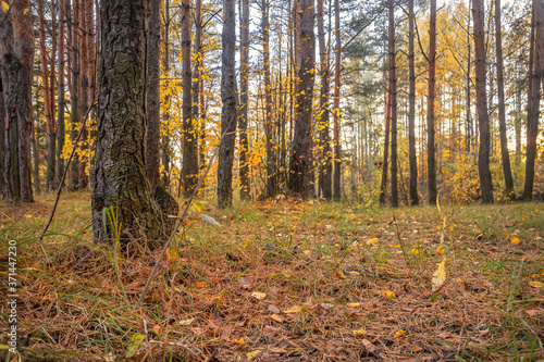 beautiful landscape of a golden autumn forest