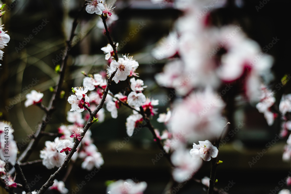 branches of sakura cherry blossoms flowers in bloom in shanghai, china branches of sakura cherry blossoms flowers in bloom in shanghai, china
