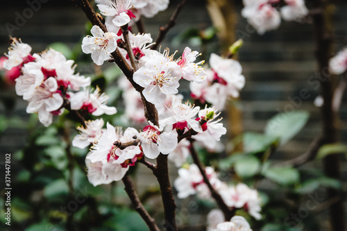 Photography branches of sakura cherry blossoms flowers in bloom  in shanghai, china