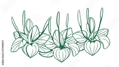 Illustration. Plantain plant, black and white on an isolated background vector.